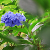 本土寺の紫陽花 ③
