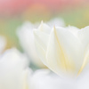 white tulips