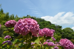 亀山菖蒲園の紫陽花