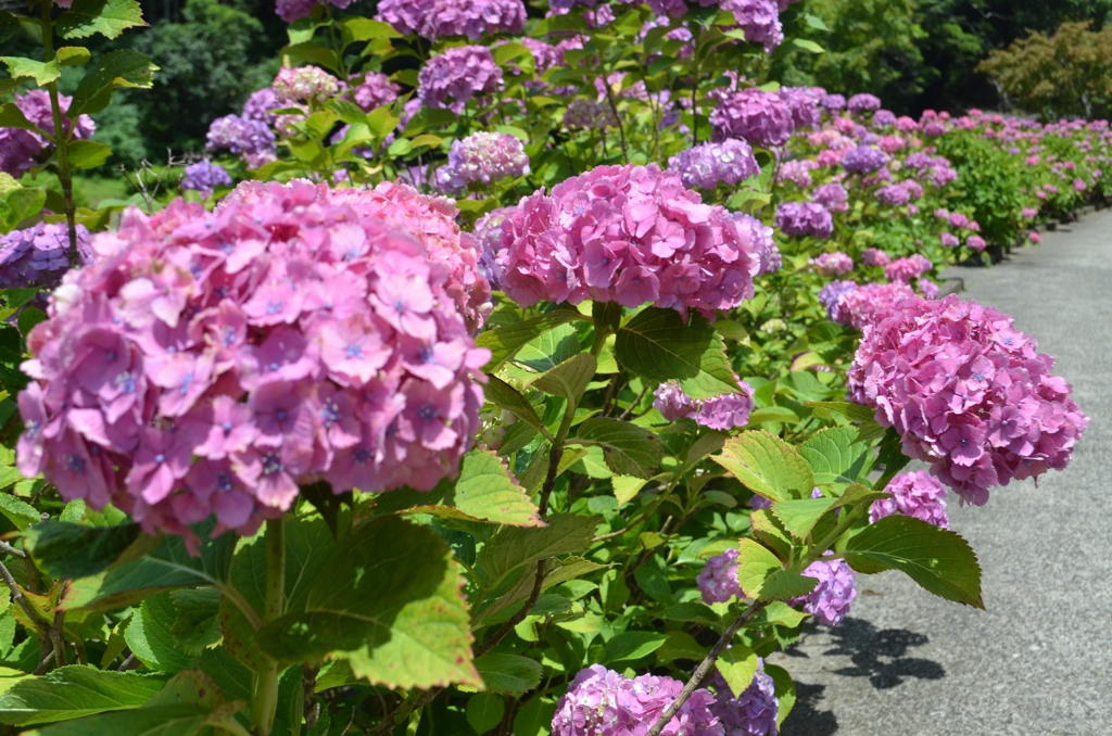 亀山菖蒲園の紫陽花