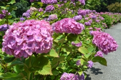 亀山菖蒲園の紫陽花