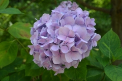 亀山菖蒲園の紫陽花