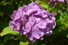 亀山菖蒲園の紫陽花