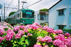 江ノ電と紫陽花