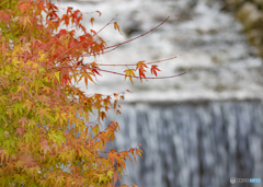 【350dpi・A3Y+6mm】紅葉と滝