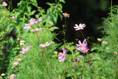 コスモス