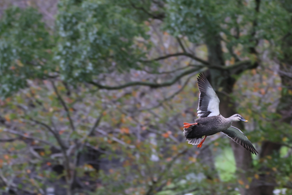 R6_2がやってきた③