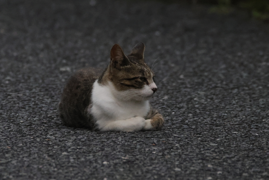 マーキャット