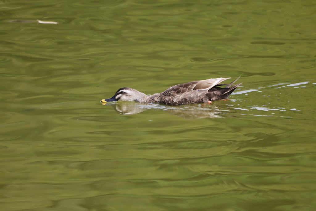 うがいしてんの？