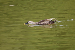うがいしてんの?