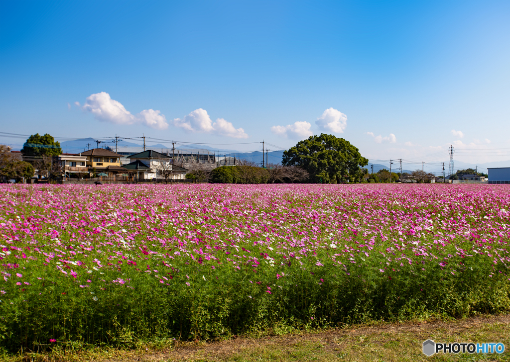 【300dpi・A3Y+6mm】朝倉麒麟コスモスファーム001