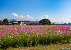 【300dpi・A3Y+6mm】朝倉麒麟コスモスファーム001