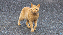新入り