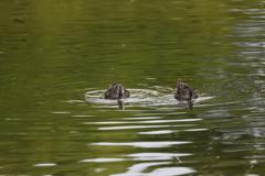 うがいしてんの??