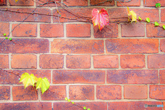 レンガ005