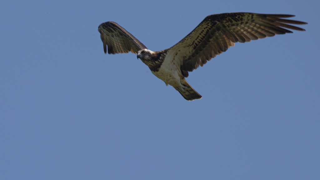 くるくるトンビ