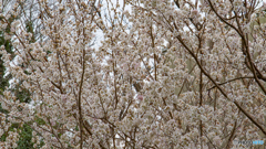 【4K】高塔山の桜