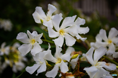 パッとしない夾竹桃