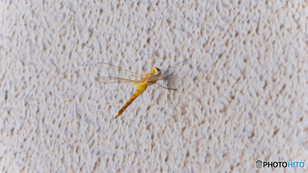 フリークライミング