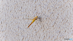 フリークライミング