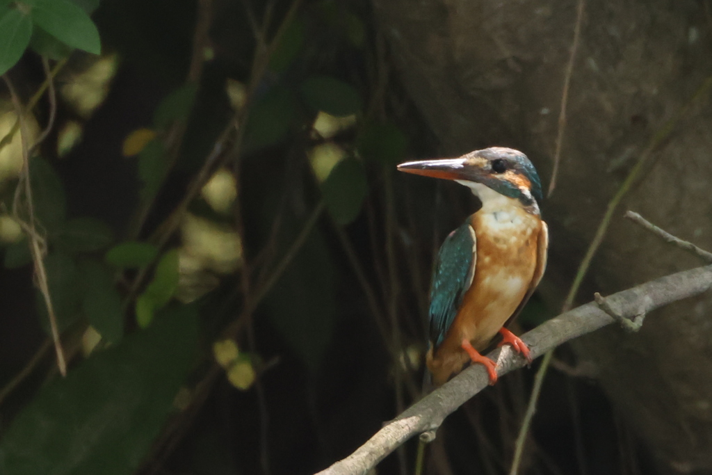 おすましさん２