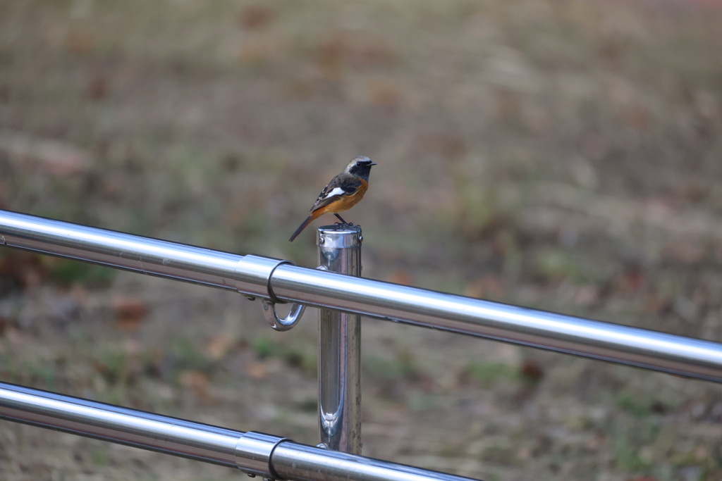 ジョウビタキ２