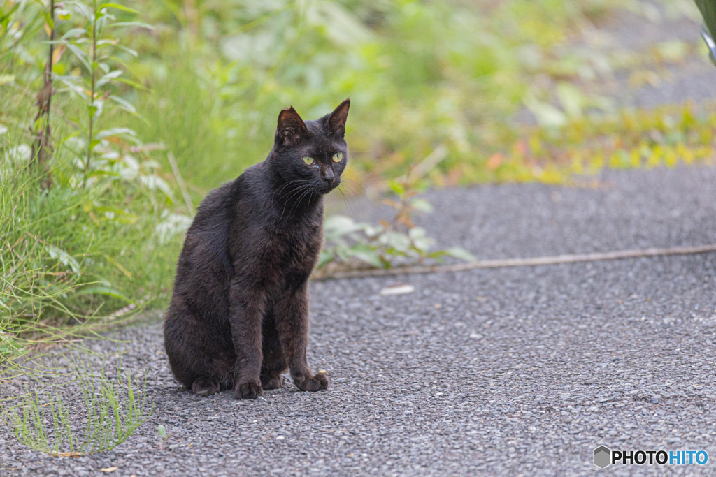 地域猫のフリ。。。。。駐車場猫のくせに