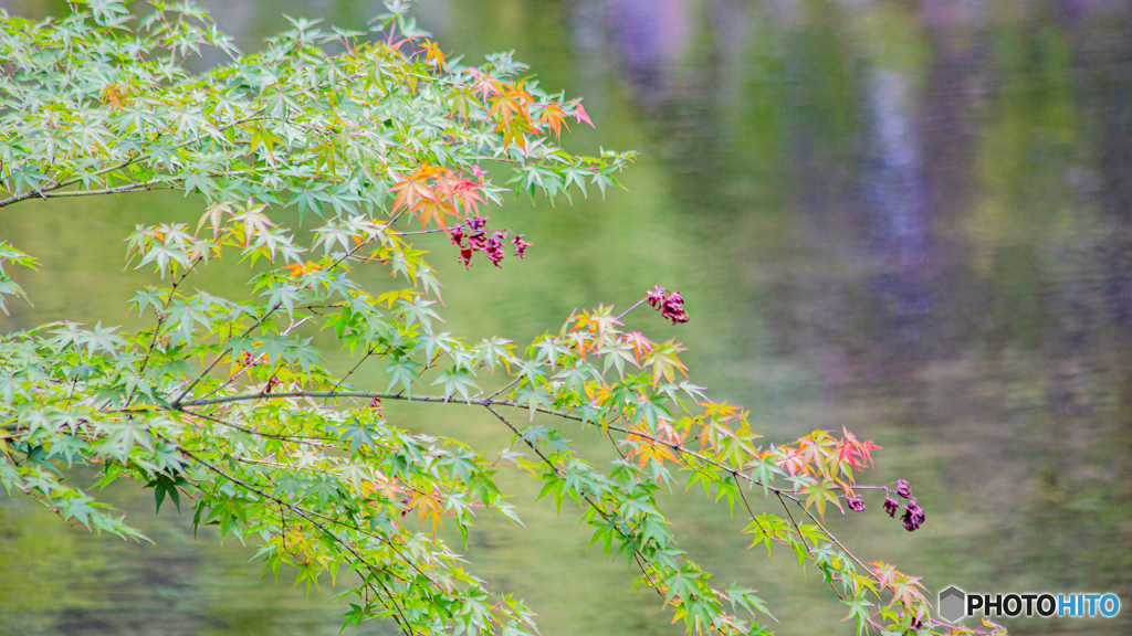 【HDR・4K】金鱗湖の紅葉