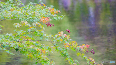 【HDR・4K】金鱗湖の紅葉