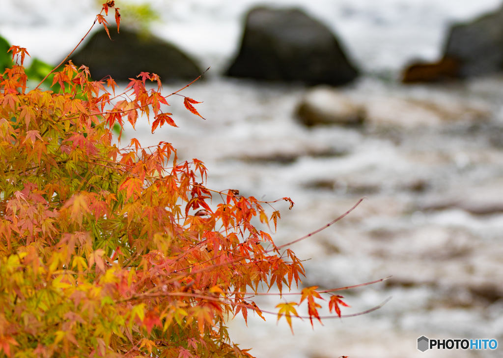 【350dpi・A3Y+6mm】川と紅葉