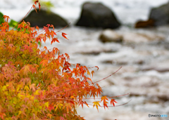 【350dpi・A3Y+6mm】川と紅葉