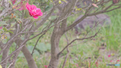 【イラスト風・4K】一輪の椿