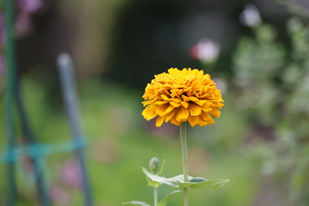 黄色い花（わかりません）