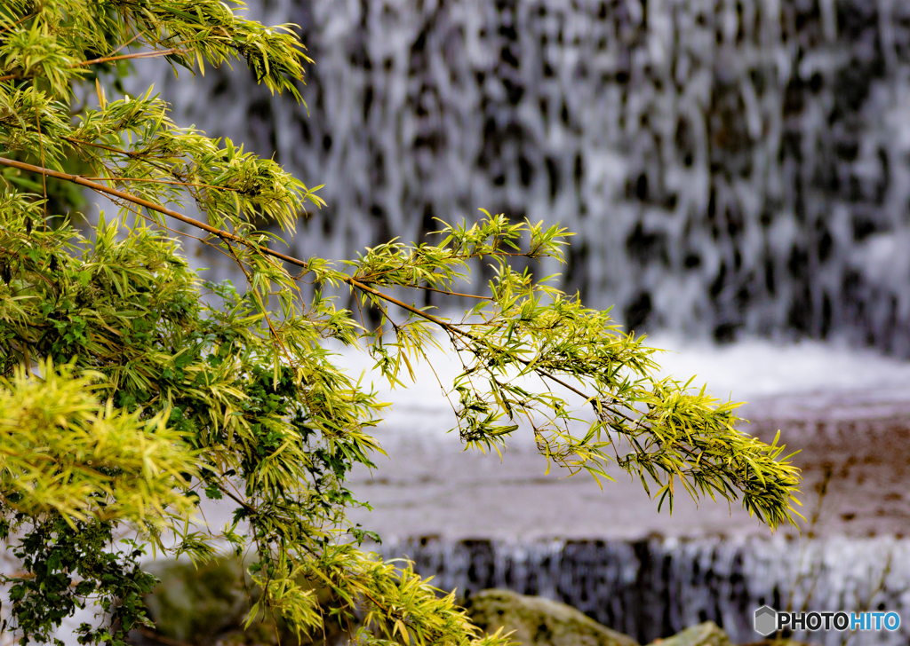 【350dpi・A3Y+6mm】細い竹と滝