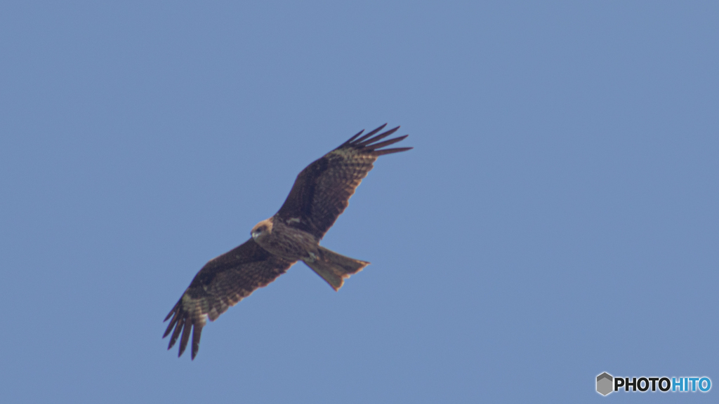 ピーヒョロロはトンビです