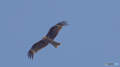 ピーヒョロロはトンビです