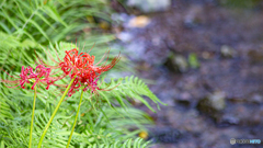 【4K】金鱗湖の曼珠沙華