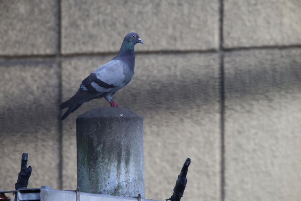 明日もリベンジ？？？