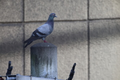 明日もリベンジ???