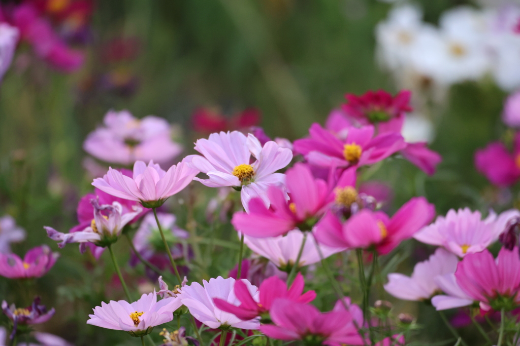コスモス