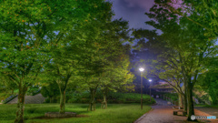 【HDR・4K】私も公園の街灯