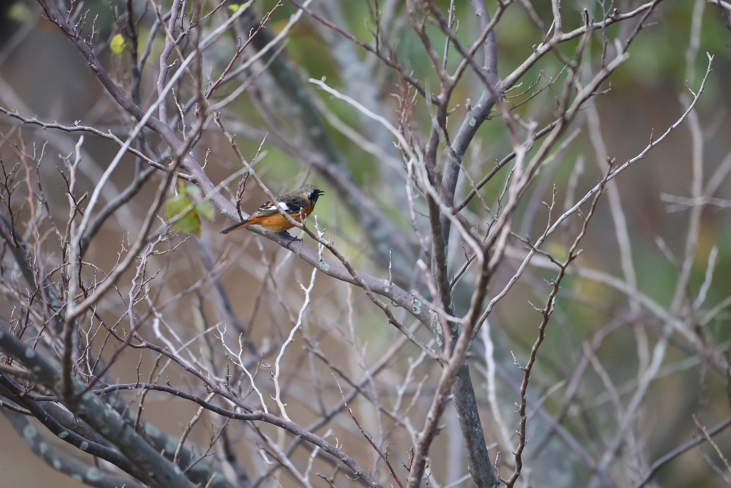 ジョウビタキ１