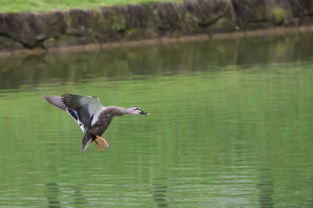 R6_2がやってきた②