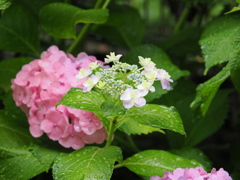 我が家の紫陽花
