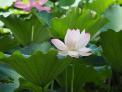 鶴舞公園にて