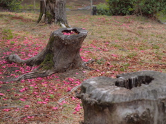 椿の花びら