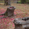 椿の花びら