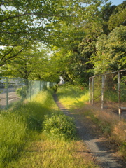緑の小径