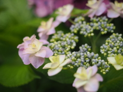 我が家の紫陽花