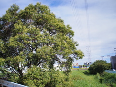 いつもの木と赤い機関車　夏